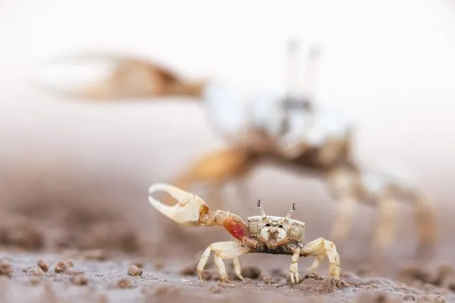 A young male fiddler crab is dwarfed by an older male of the same species, looming behind it at Morua estuary, in the Gulf of California, Mexico on January 4, 2022. Whereas female fiddler crabs have small claws of equal sizes, the males’ pincers can vary in size, with the small one used to pick up food and the larger to impress females. (Photo by Claudio Contreras/Solent News)