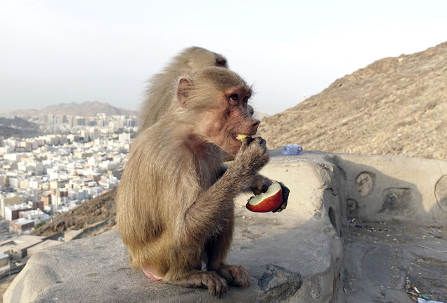 Monkeys eat fruit given to them by Muslim pilgrims as they climb the Jabal al-Nour (Mountain of Light) near Mecca to visit the Hira cave during the annual Hajj pilgrimage in Mecca, Saudi Arabia on August 1, 2019. (Photo by Halil Sagirkaya/Anadolu Agency via Getty Images)