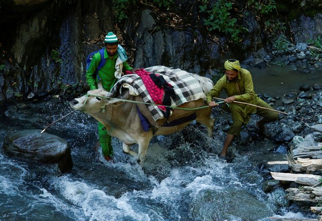 Nomads from the Gujjar tribe attempt to prevent a cow carrying luggage from jumping into a river in Chamba, in the northern state of Himachal Pradesh, India on June 2, 2024. (Photo by Francis Mascarenhas/Reuters)