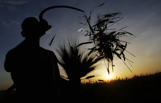 A Palestinian farmer harvests wheat on a farm near the West Bank city of Jenin, early Thursday, April 24, 2014. Hundreds of Palestinian workers depend on the wheat harvest as a source of income in the face of rising unemployment. (Photo by Mohammed Ballas/AP Photo)