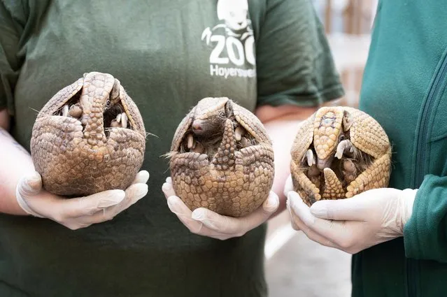 Two animal keepers hold a family of armadillos as part of the inventory at Hoyerswerda Zoo in Saxony on February 10, 2022. (Photo by Sebastian Kahnert/dpa-Zentralbild/dpa)