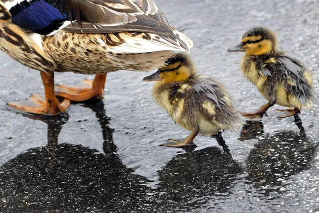 A couple of ducklings are out for a stroll through a Chambersburg, Pa., parking lot during the afternoon rain Tuesday, April 29, 2014. A flood watch is in effect for Franklin County, Pa., through Thursday morning. (Photo by Markell DeLoatch/AP Photo/Public Opinion)