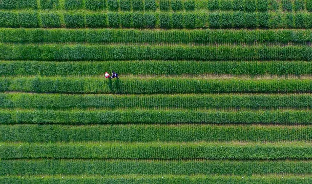 This aerial photo taken on April 12, 2017 shows farmers working in the fields in Yangzhou, in eastern China' s Jiangsu province China' s growth stabilised in the first quarter thanks to rising investments and a recovery in exports, experts said on April 15, though they warned the reprieve may be temporary. According to an AFP survey of 16 economic analysts, the gross domestic product expanded 6.8 percent in the first three months of this year – the same level of growth as in the last quarter of 2016. (Photo by AFP Photo/Stringer)