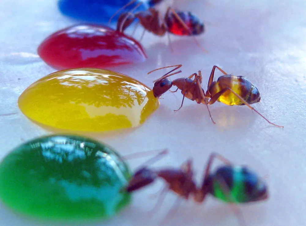 Colored Ants by Mohamed Babu