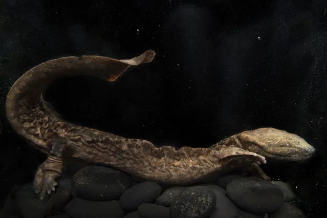 Since 2009, staff at Wildlife Conservation Society's Bronx Zoo have been working behind the scenes to save the Eastern hellbender. Now, this elusive salamander can be seen in a new exhibit in the zoo's historic Reptile House beginning April 26, 2017. The Eastern hellbender is a large species of salamander native to freshwater rivers and streams in Eastern North America. New York State lists the hellbender as a species of Special Concern. Populations are declining due to several factors including over chytrid fungus, water pollution, and habitat destruction. (Photo by UPI/Barcroft Images