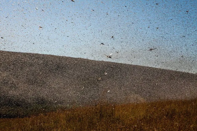 A helicopter of the Food and Agriculture Organization of the United Nations (FAO) flies through millions of Locusts as spreads pesticide to fight against a swarm of locusts threatening to reach Amparihibe village on May 7, 2014 in Tsiroanomandidy , Madagascar. (Photo by AFP Photo/RIJASOLO)