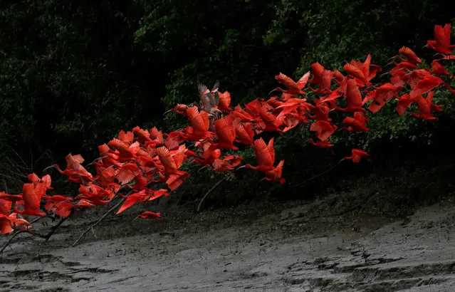 Scarlet ibis fly near the banks of a mangrove swamp located at the mouth of the Calcoene River on the coast of Amapa state, northern Brazil on April 6, 2017. (Photo by Ricardo Moraes/Reuters)