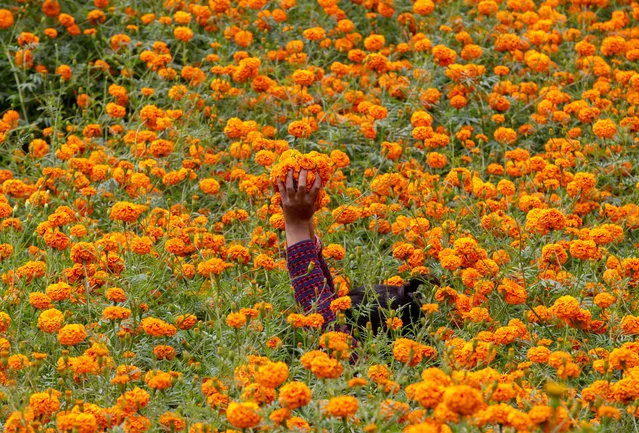 A Nepalese woman collects Makhmali flowers, an typical flower for Diwali, also known as Tihar festival, in the village of Ichangu, Kathmandu, Nepal, 25 October 2019. The Makhmali flower is mostly used for garlands to worship gods and animals during the Tihar festival. Starting from 27 October 2019, the five-day festival is the second major event for Nepalese Hindus. During the celebrations, people worship crows, considered to be messengers of human beings, dogs, repaying the love towards man's best friend, and cows, considered as incarnation of Lord Laxmi, God of Wealth. (Photo by Narendra Shrestha/EPA/EFE)