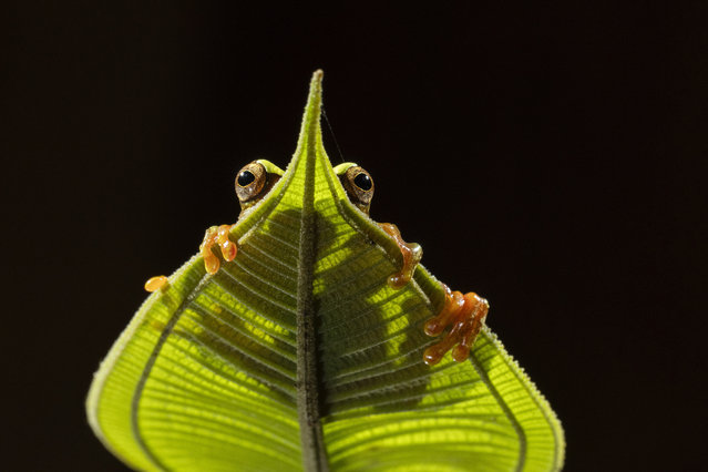 A rare photograph of the nocturnal clown tree frog captured in the Cloud Forest in Ecuado in the first decade of August 2024. (Photo by Guy Edwards/Animal News Agency)