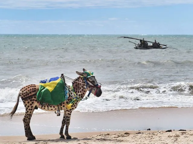 A donkey wears the colours of Brazil as it stands on a beach of Cumbucu, near Fortaleza on June 23, 2014, during the 2014 FIFA World Cup. (Photo by Aris Messinis/AFP Photo)