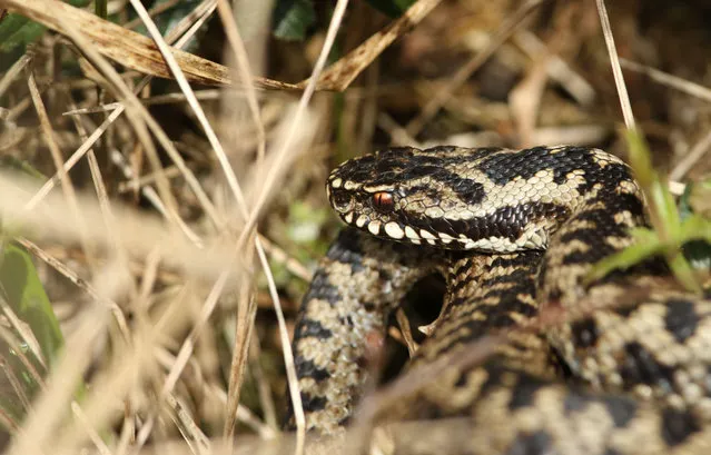 An adder, Vipera berus, just out of hibernation basking in the morning sunshine. (Photo by Sandra Standbridge/Alamy Stock Photo)