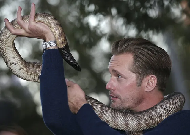 Actor Alexander Skarsgard, who plays Tarzan in The Legend of Tarzan poses for photos with a python at Wildlife Sydney Zoo in Sydney, Australia, Tuesday, June 14, 2016. Skarsgard is in Sydney to promote his film which opens in the country on July 7, 2016. (Photo by Rob Griffith/AP Photo)