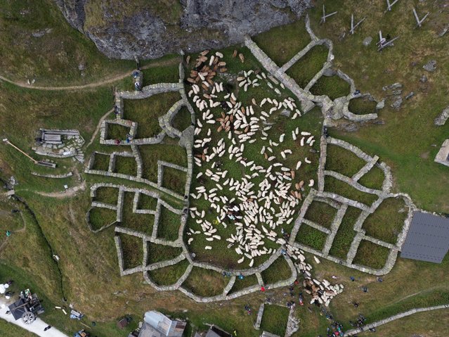 In this aerial view sheep stand corralled in a stone enclosure dating back to the Middle Ages called a Färricha, where they will be sorted the next day to be returned to their owners, at the conclusion of the annual “Schäful” sheep drive on September 7, 2024 in Belalp, Switzerland. The sheep have spent the summer grazing on high alpine meadows in the Aletschji region above the Oberaletsch and Grosser Aletsch glaciers. During the festive “Schäful”, shepherds and sheepherders gather the scattered sheep over several days and lead them to the village of Belalp, where owners take them back, either for slaughter or for winter breeding. Climate change, while it has led to increased amounts of grass for grazing, is also creating complications for the shepherds. The Oberaletsch glacier that once provided an easy means of crossing a gorge along the route has shrunk and receded, leading local authorities to blast a path into the rockface and build a suspension bridge already in the 1970s. More recently, prolonged durations of weather that is either too wet or too dry are increasing. Snow is now falling later in the year and melting later in the spring, shifting the summer grazing season. And due to the warming climate, vegetation unsuitable for the sheep is taking root at higher altitudes, pushing into the sheep’s meadows. The Swiss government, which sees alpine landscapes and traditions as intrinsic to the country’s national and cultural identity, subsidizes alpine farming heavily. (Photo by Sean Gallup/Getty Images)