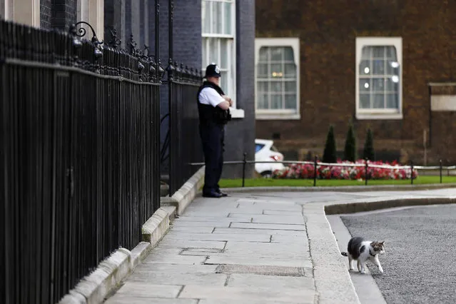 Larry the Downing Street cat walks outside No 10 Downing Street in central London on June 24, 2016. Britain has voted to break out of the European Union, striking a thunderous blow against the bloc and spreading panic through world markets Friday as sterling collapsed to a 31-year low. (Photo by Odd Andersen/AFP Photo)