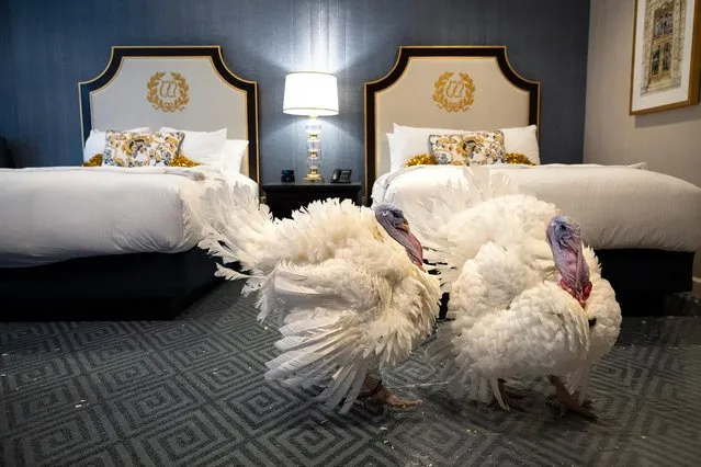 Peanut Butter and Jelly, the National Thanksgiving Turkey and alternate, walk about in their suite at the Willard Hotel following a news conference held by the National Turkey Federation November 18, 2021 in Washington, DC. The two turkeys from Jasper, Indiana will be pardoned during by President Joe Biden during a Friday ceremony in the Rose Garden of the White House. (Photo by Drew Angerer/Getty Images)