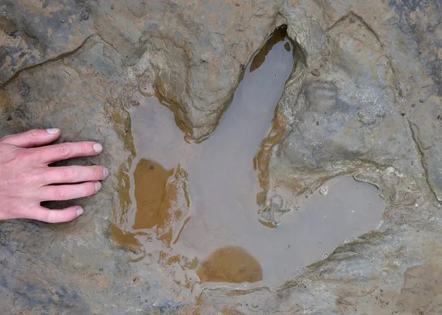A fossilized footprint of a dinosaur in a quarry in Muenchehagen, Hannover, Germany, 17 August 2015, close to the Steinhuder Lake. The footprints are believed to have been created somewhere between 135 to 145 million years ago and have a diameter of up to 1.20 meters. (Photo by Holger Hollemann/EPA)