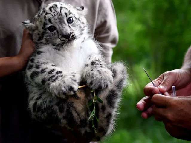 A baby snow leopard is prepared to get his first vaccination on August 10, 2017 at the Tierpark zoo in Berlin. The male snow leopard was born on June 13, 2017 and still has no name. (Photo by Britta Pedersen/AFP Photo/DPA)