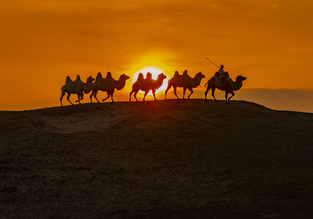 Camels return home after sunset at Ulan Butong Grassland in Chifeng city, Inner Mongolia autonomous region, China, Sept 27, 2024. (Photo credit should read CFOTO/Future Publishing via Getty Images)