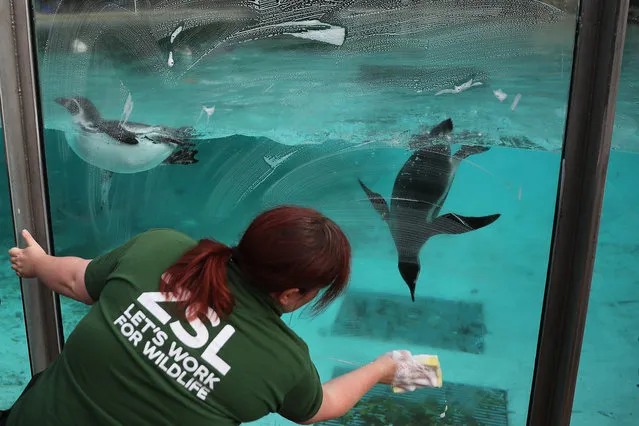 A penguin follows the sponge of a keeper as she clean the glass on an enclosure during a photocall to promote the London Zoo annual “weigh-in” event on August 24, 2017 in London, England. (Photo by Dan Kitwood/Getty Images)