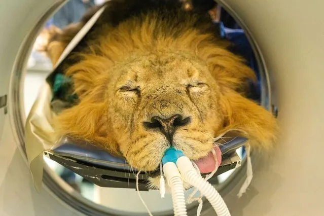 Undated handout photo issued by ZSL London Zoo of 12-year-old Bhanu in a CAT scanner to investigate the endangered Asiatic lion's recurrent ear infections. Veterinarians treating Bhanu brought the scanner to the conservation zoo to thoroughly investigate his troublesome left ear canal, following repeated attempts to resolve the issue; including specialist ear examinations and cleaning under general anaesthetic, as well as regular ear drops. Issue date: Monday June 20, 2022. (Photo by ZSL London Zoo /PA Wire)