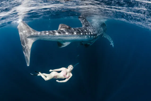 Model, skydiver and wing-suit jumper Roberta Mancino, 33, swims with a whale shark on February 2014 in Isla Mujeres, Mexico. A female skydiver swims with whale sharks, manta rays and sailfish – the fastest fish in the sea. Model, skydiver and wing-suit jumper Roberta Mancino, 33, jumped from a boat into the ocean surrounding Isla Mujeres near the northern Peninsula of Mexico. The incredible project involved two trips to the stormy winter seas – one in February 2013 and one a year later in February 2014. (Photo by Shawn Heinrichs/Barcroft Media)