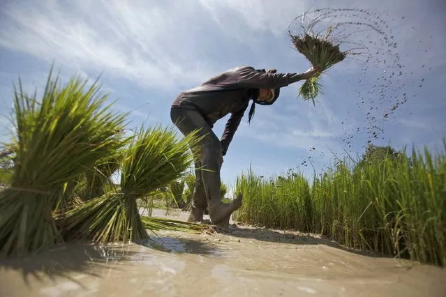 A girl works at a rice paddy field on the outskirts of Phnom Penh August 20, 2014. (Photo by Samrang Pring/Reuters)