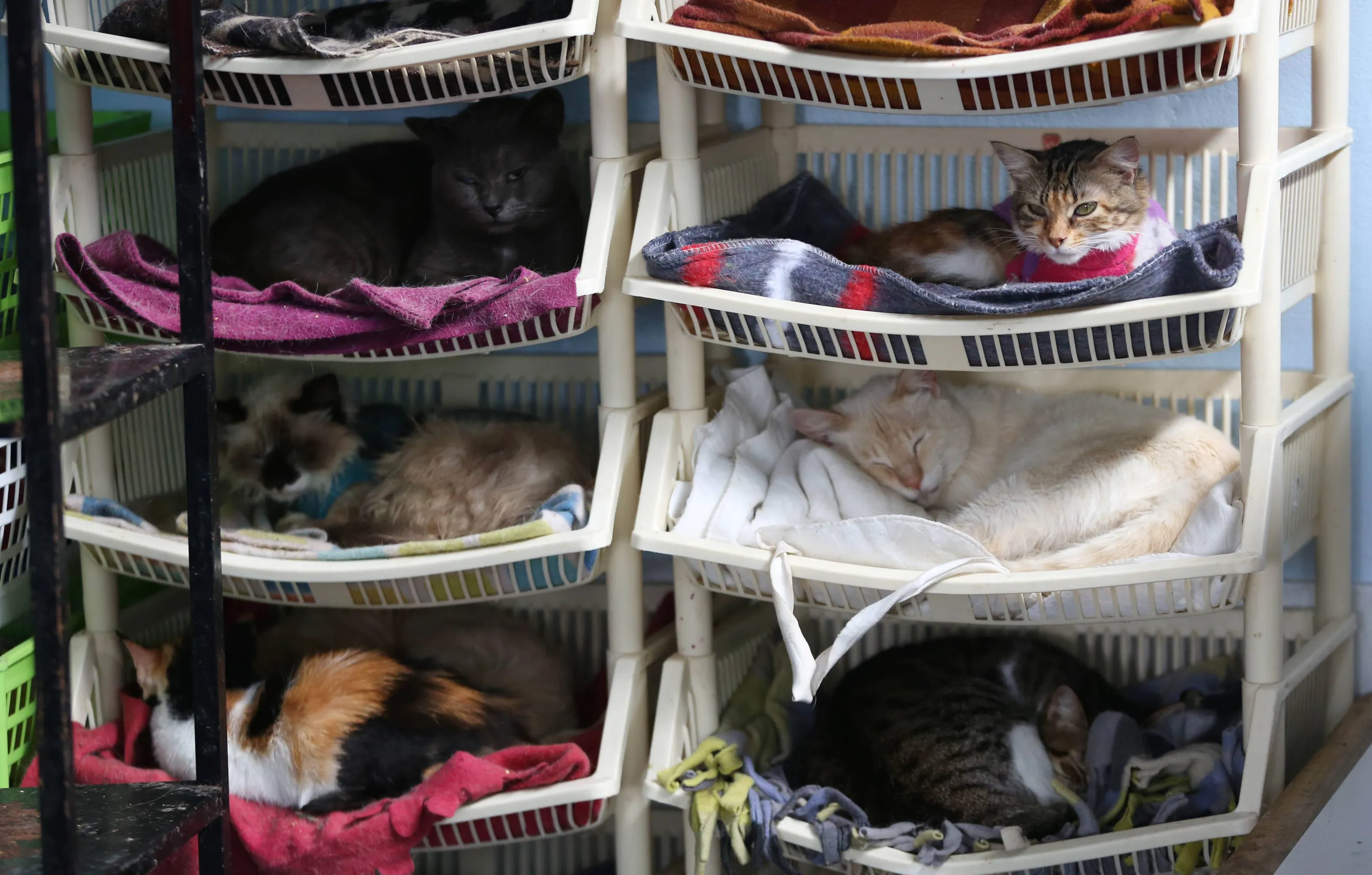 Дом счастливых кошек. Кошачий приют. Стеллажи для кошек в приюте. Приют для котов. Домики для котов в приюте.