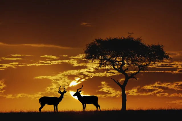 Umbrella Thorn Acacia and two male Impala silhouetted at sunrise, Masai Mara Game Reserve, Kenya, Africa. (Photo by Adam Jones/Dantia Delimont/Caters News/Ardea)