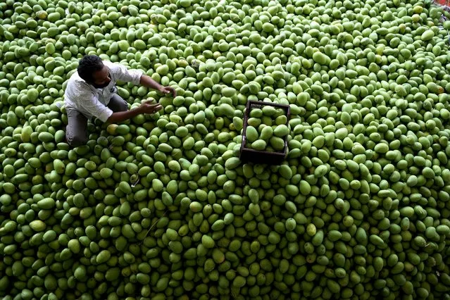 A labourer sorts raw mangoes at the Gaddiannaram fruit market during a government-imposed nationwide lockdown as a preventive measure against the COVID-19 coronavirus, on the outskirts of Hyderabad on April 16, 2020. (Photo by Noah Seelam/AFP Photo)