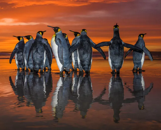 King Penguins marching during sunrise, Falkland Islands. (Photo by Wim van den Heever/Caters News)