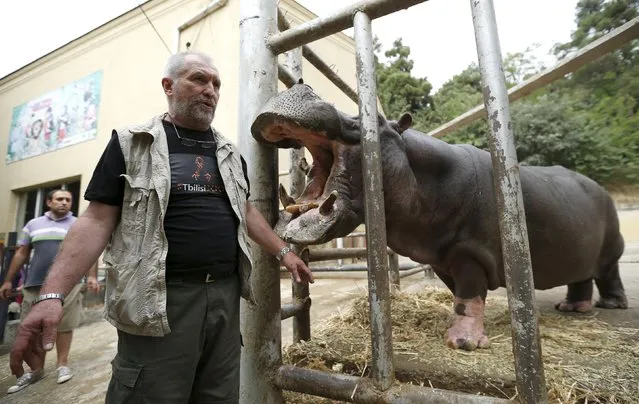 Zurab Gurielidze, a director of the Tbilisi Zoo, speaks to the media while standing next to a hippopotamus named Begi at the zoo in Tbilisi, Georgia, September 13, 2015. (Photo by David Mdzinarishvili/Reuters)