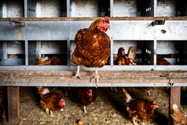 A chicken is perched near a nesting box after laying eggs at an egg farm in Mason, Michigan, on Monday, March 3, 2025. Egg prices have skyrocketed to all-time highs due in part to an outbreak of avian flu, or bird flu, that has been afflicting egg-laying hens in the United States since 2022. (Photo by Emily Elconin/Bloomberg/Getty Images)
