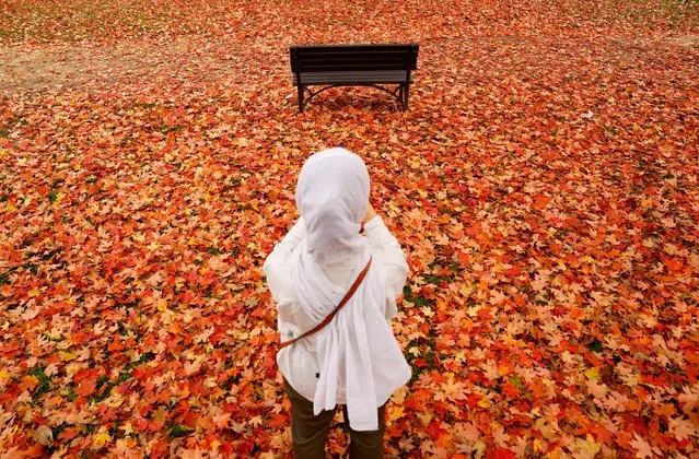 A woman photographs the vivid autumn colors of fallen leaves from a tree on the National Mall in Washington, U.S., October 26, 2022. (Photo by Kevin Lamarque/Reuters)