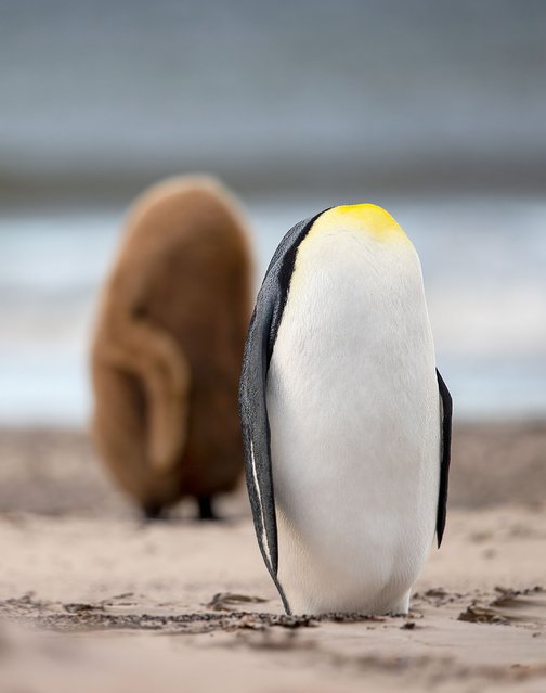 This penguin and its chick may seem to have lost their heads as they stand on a beach in the Falkland Islands but it is simply an illusion created while the animals press their heads into their bodies to keep themselves warm against the biting weather on Saunders Island in the second decade of March 2025. (Photo by Brian Matthews/Solent News)