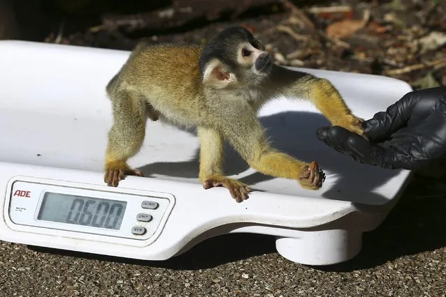A squirrel monkey sits on a scale during the annual weight-in at London Zoo in London, Britain August 24, 2016. (Photo by Neil Hall/Reuters)