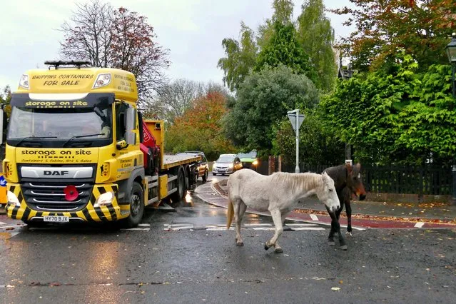 New Forest Ponies in the village Brockenhurst, UK causing hold ups with the morning traffic in the rain on October 28, 2022. Feeding the wildlife could mean a fine of up to £1,000 as New Forest District Council seeks to crack down on “antisocial behaviours”. A meeting of the council's cabinet on Tuesday will discuss the proposal for two Public Spaces Protection Orders (PSPO). If approved, the orders will mean the lighting of fires and barbecues as well as the feeding and petting of ponies, horses, mules and donkeys will become a criminal offence. (Photo by Geoffrey Swaine/Rex Features/Shutterstock)