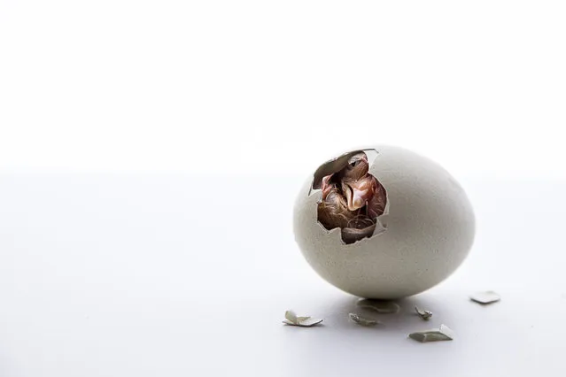 “Eclosion”. Once a year, new chicks are born on the farm. Sometimes lucky to be at the time to catch this moment of life. The chick was after his birth warm and dry under his mum's wings. Photo location: Nova Scotia, Canada. (Photo and caption by Beatrice Schuler/National Geographic Photo Contest)