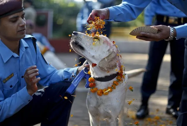 A police officer sprinkles colored powder onto a police dog at Nepal's Central Police Dog Training School as part of the Diwali festival, also known as Tihar Festival, in Kathmandu, Nepal, 22 October 2014. The Tihar festival is the second major festival for Nepalese Hindus and this year is held from 21 October 2014. (Photo by Narendra Shrestha/EPA)