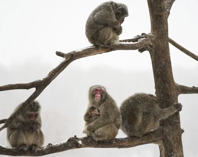 A mother snow monkey holds her baby while hunkering down with other snow monkeys during a snowstorm Tuesday, November 29, 2022, at the Minnesota Zoo in Apple Valley, Minn. They are native to three of Japan's four main islands. (Photo by David Joles/Star Tribune via AP Photo)