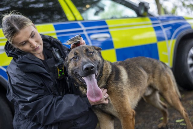 Newly qualified police dog hander PC Sophie grooms Rocky, a German shepherd/Belgian Malinois cross, at Greater Manchester Police’s dog training unit on May 27, 2025. GMP have 11 extra dog handlers following a recruitment drive. (Photo by Times photographer James Glossop)