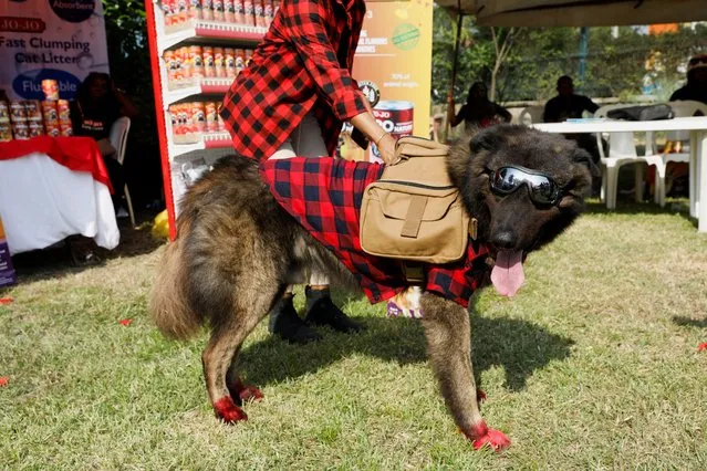 Pasha, a Caucasian Shepherd mix who was crowned “Dog of the Year”, attends the annual Lagos Dog Carnival, with the theme “Splash of colours”, in Lagos, Nigeria on December 10, 2022. (Photo by Temilade Adelaja/Reuters)