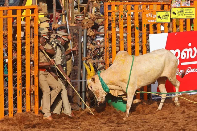 Policemen react next to a bull during an annual bull-taming festival “Jallikattu” in Palamedu village on the outskirts of Madurai on January 16, 2023. At least one person was gored to death and dozens were injured during Jallikattu, a controversial bull taming competition in India, officials said. (Photo by Sri Loganathan Velmurugan/AFP Photo)