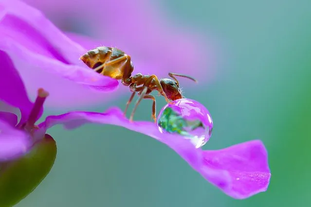 A macro view of an ant taking a sip from a water droplet on the edge of a flower in Obihiro, Japan. (Photo by Solent News and Photo Agency)