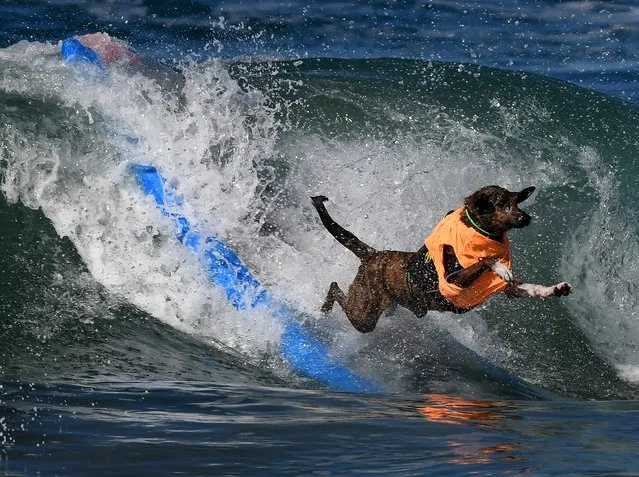 A surf dog wipes out during the 8th annual Surf City Surf Dog event at Huntington Beach, California on September 25, 2016. Dogs, big and small, and some in tandem braved the large swell that greeted them at the iconic event. (Photo by Mark Ralston/AFP Photo)