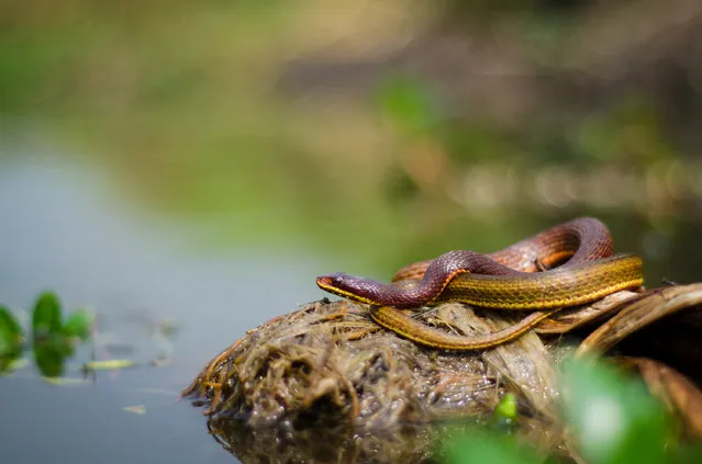 An endangered painted keelback snake seen basking in wetlands in Kolkata, India on October 20, 2015. (Photo by Avrajjal Ghosh/Barcroft India)