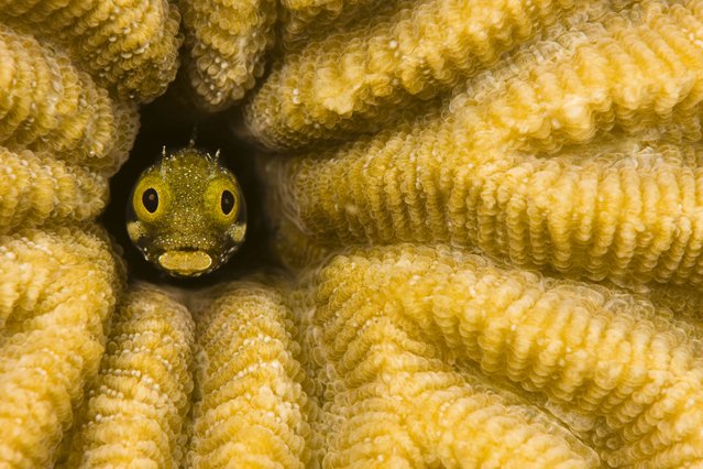 Caribbean, Blenny Fish Looking Out From Reef; Bonaire. (Photo by: Dave Fleetham/Design Pics Editorial/Universal Images Group via Getty Images)