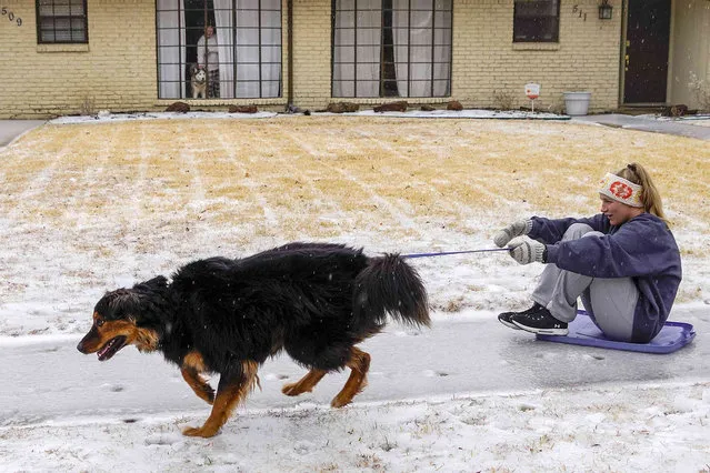 Kelsey Vining sleds down an icy sidewalk while getting a pull from family dog Mr. Riggins on Wednesday, February 1, 2023, in Richardson, Texas. Dallas and other parts of North Texas are under a winter storm warning through Thursday. (Photo by Smiley N. Pool/The Dallas Morning News via AP Photo)