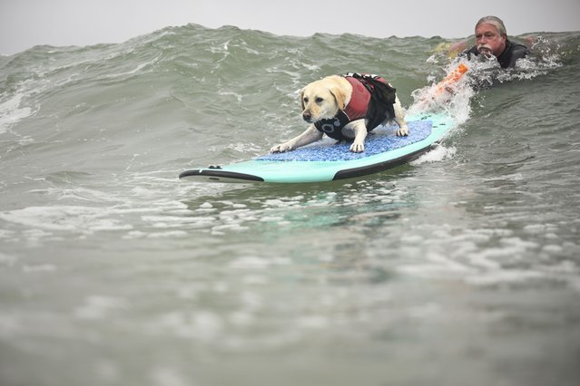 Steve Drottar helps Rosie catch a wave during the World Dog Surfing Championships Saturday, August 2, 2025, in Pacifica, Calif. (Photo by Eakin Howard/AP Photo)