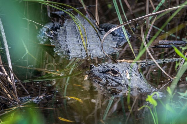 An alligator rests near the Shark Valley Hiking Trail in the Everglades National Park in Miami, Florida, USA, 12 August 2025. (Photo by Cristóbal Herrera/EPA)