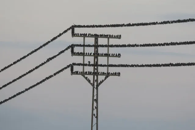 A picture taken on December 25, 2017 shows starlings standing on an electricity cable near the Israeli city of Beit Shean in the Jordan Valley. (Photo by Menahem Kahana/AFP Photo)